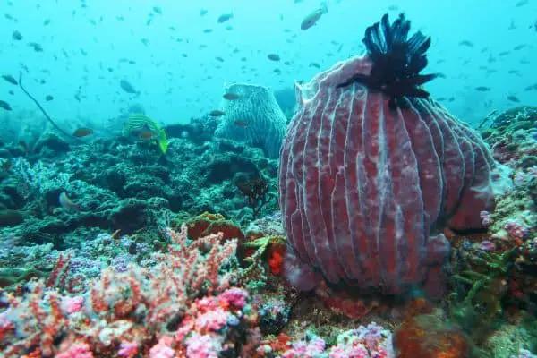 The Canyons Puerto Galera dive site