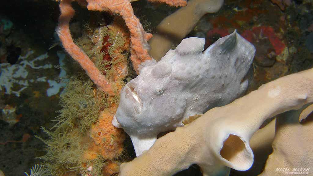 frogfish-puerto-galera.jpeg