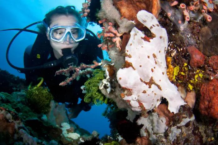 macro-diving-puerto-galera-1.jpeg