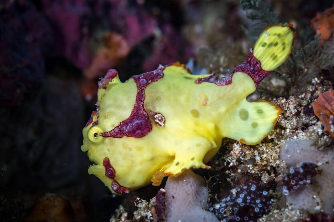 macro-diving-puerto-galera.jpeg