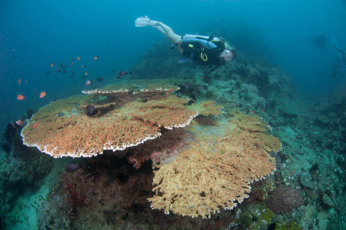 Underwater photography Manila Channel Puerto Galera