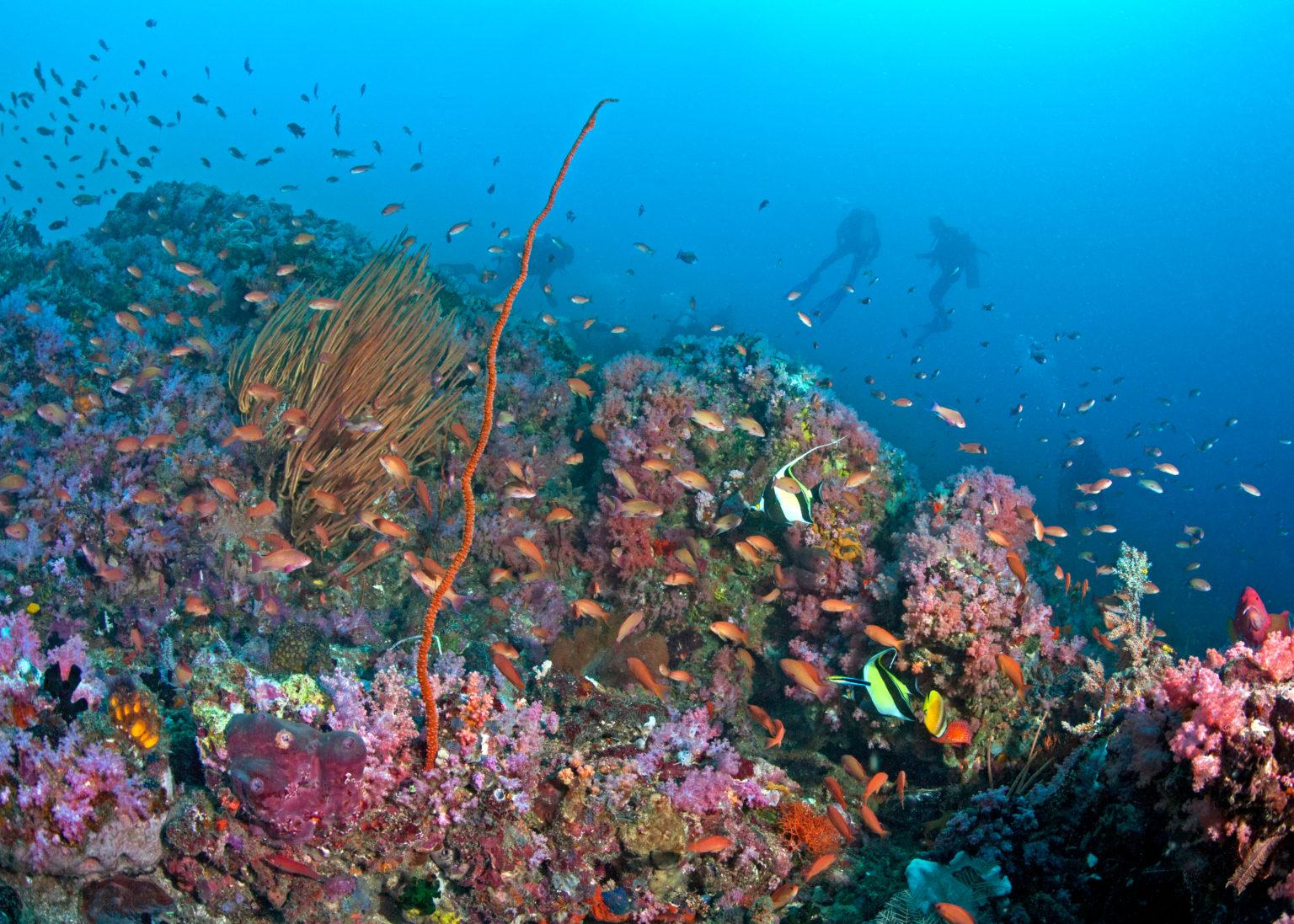 Manila Channel dive site Puerto Galera