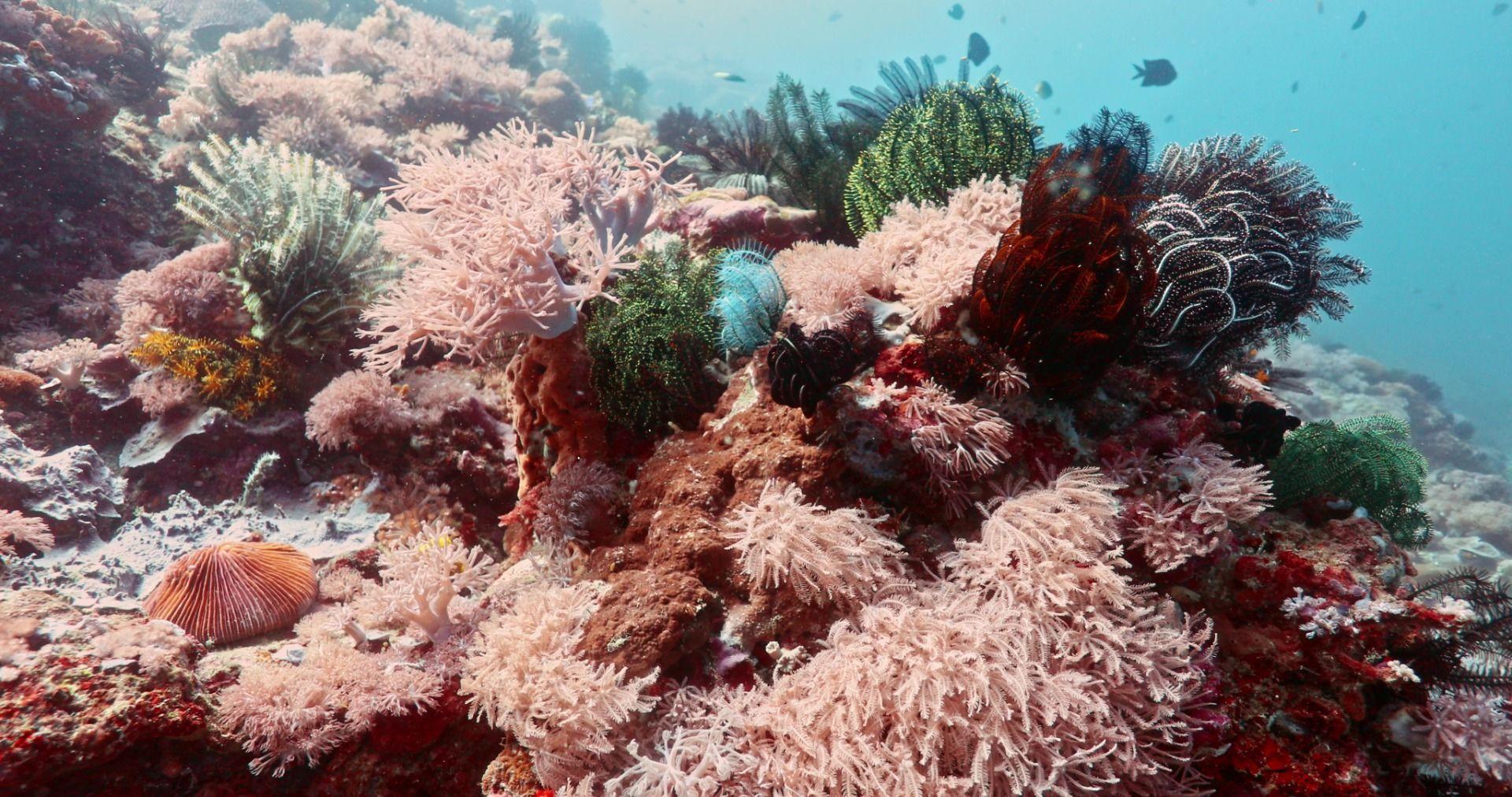 Monkey Beach dive site Puerto Galera