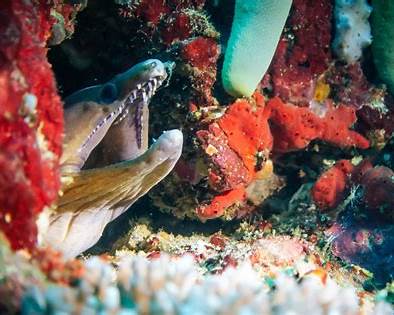 moray-eel-puerto-galera.jpeg