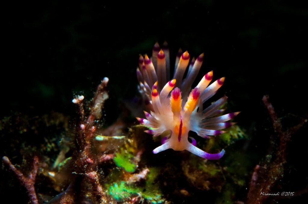 nudibranch-puerto-galera.jpeg