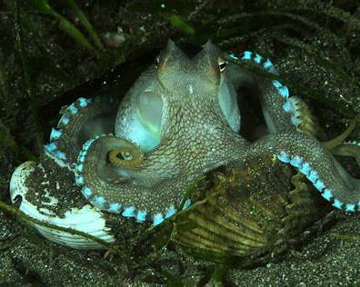octopus-puerto-galera.jpeg
