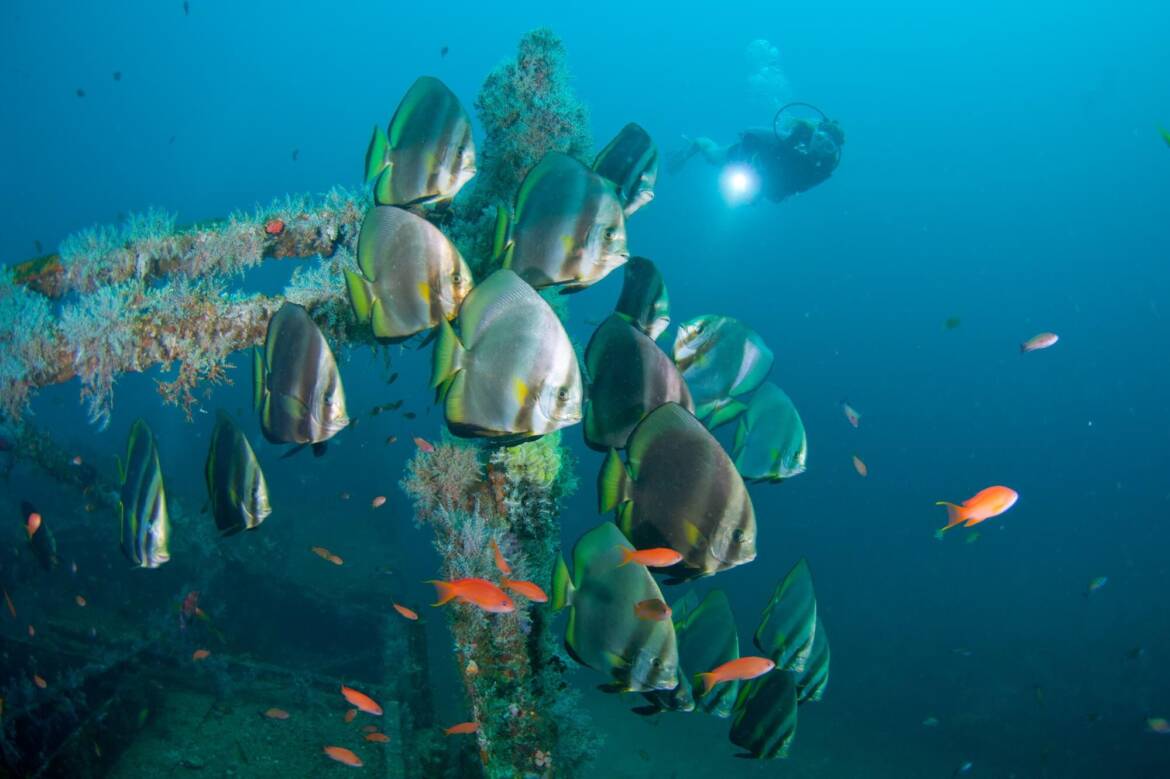 reef-fish-puerto-galera.jpeg