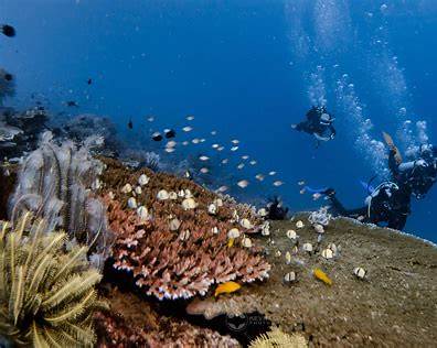Underwater photography Sabang Point Puerto Galera