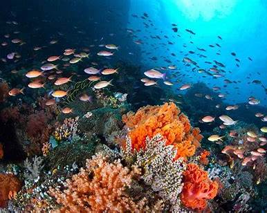 Sabang Point dive site Puerto Galera