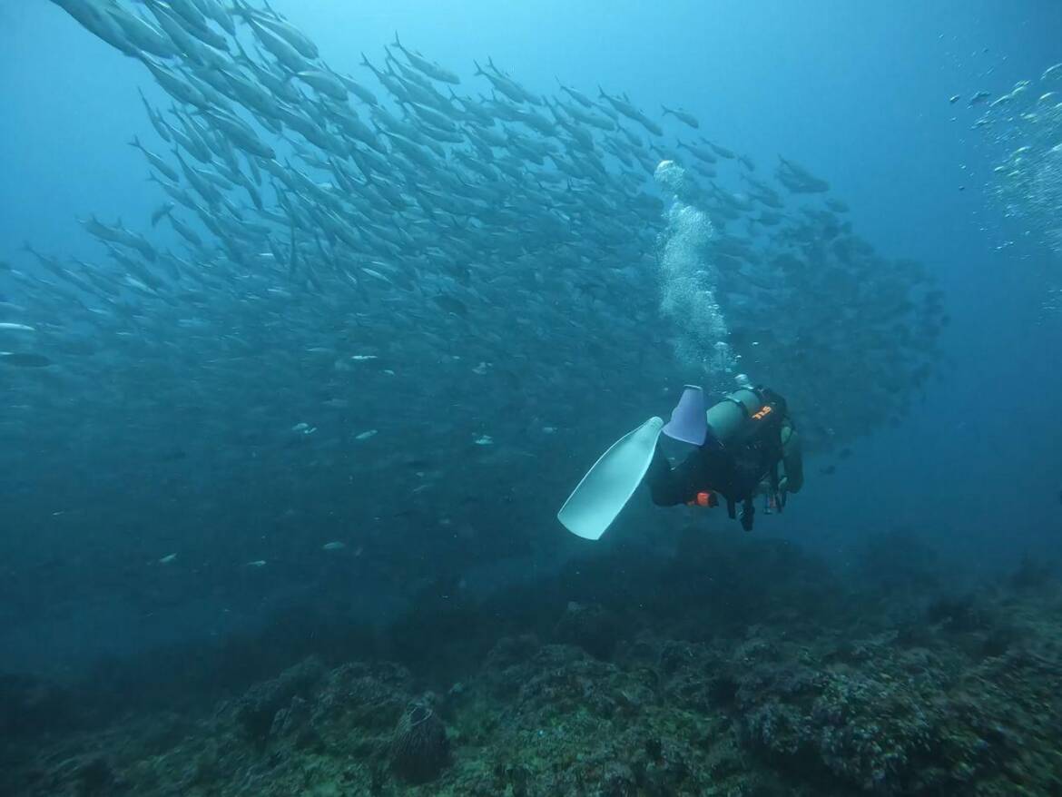 schooling-fish-puerto-galera.jpeg