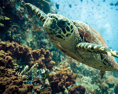 sea-turtle-puerto-galera.jpeg