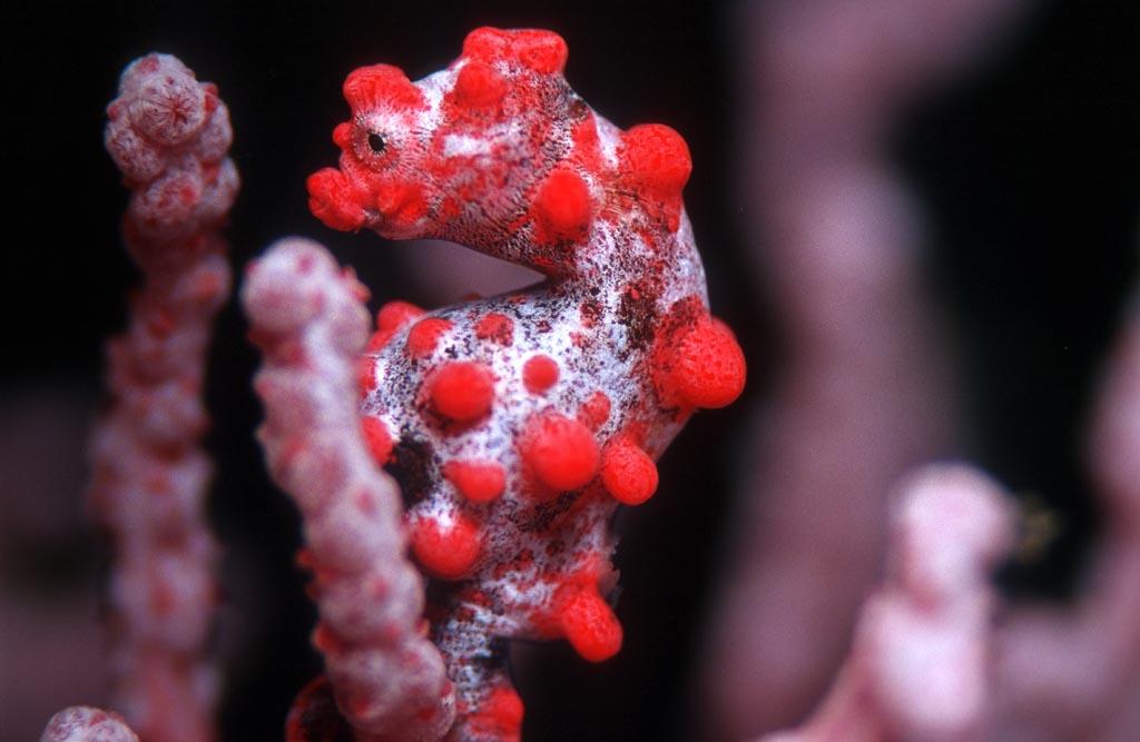seahorse-puerto-galera.jpeg