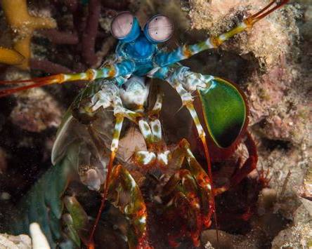 shrimp-puerto-galera.jpeg