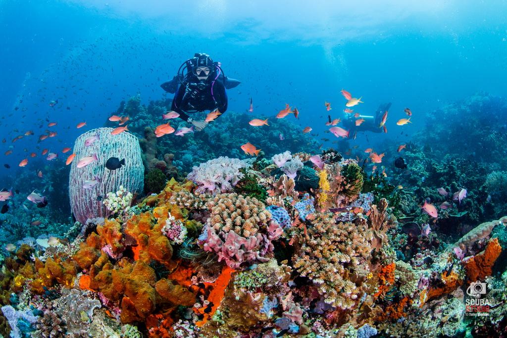 slider-1-dive-puerto-galera.jpeg