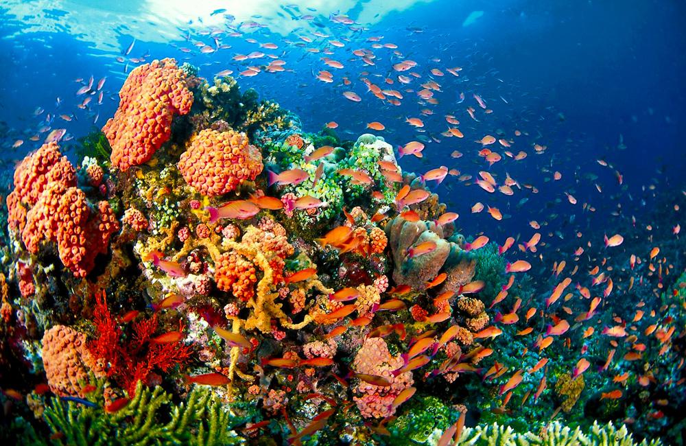 underwater-puerto-galera-reef.jpeg