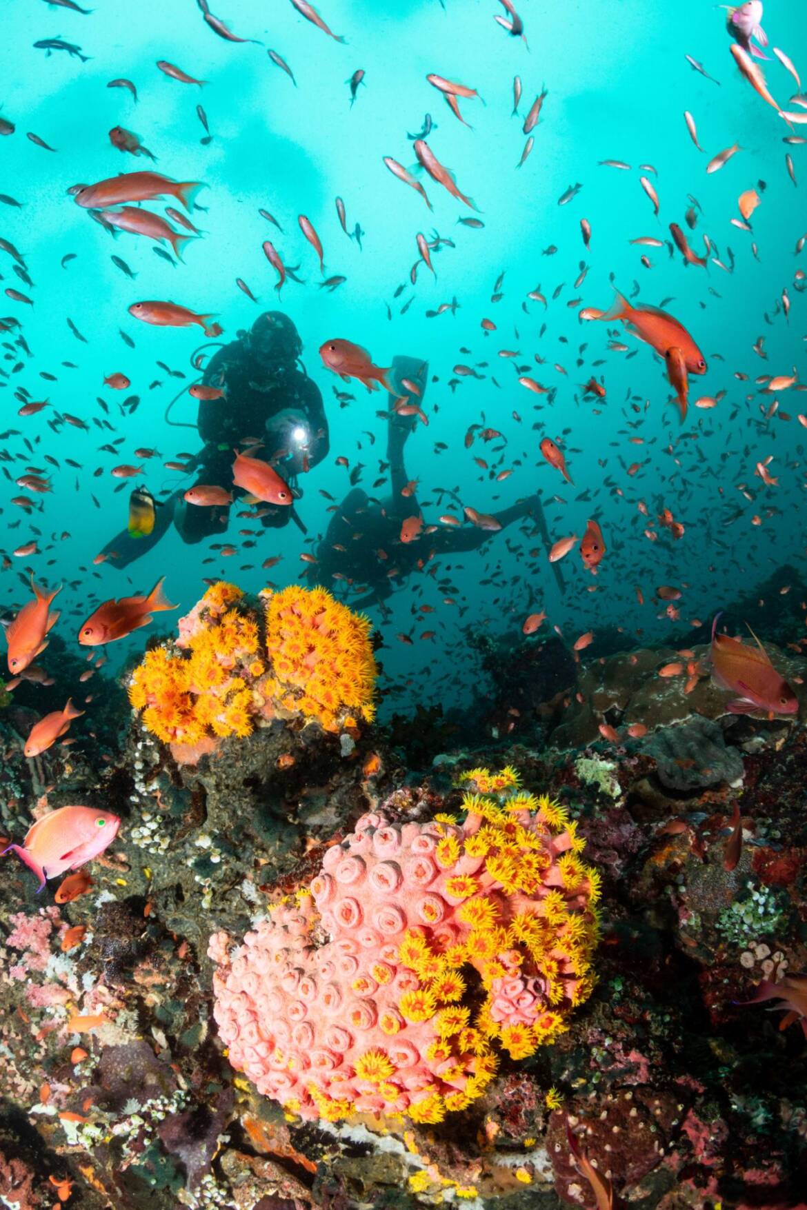 verde-island-dive-trip.jpeg