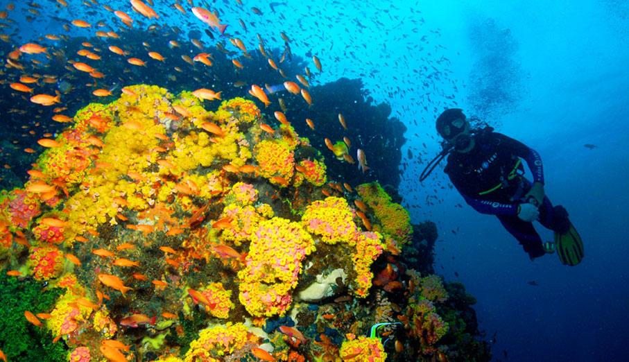 verde-island-underwater.jpeg