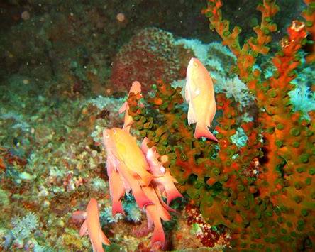 West Escarceo dive site Puerto Galera