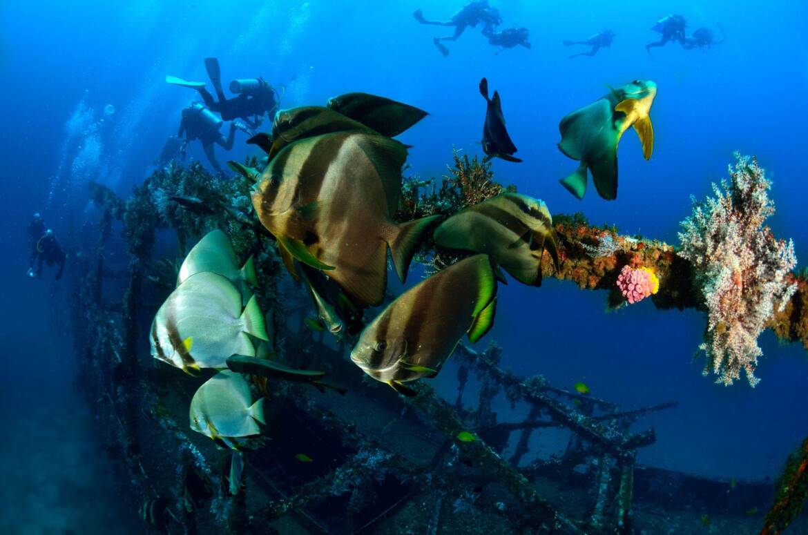 wreck-diving-puerto-galera.jpeg